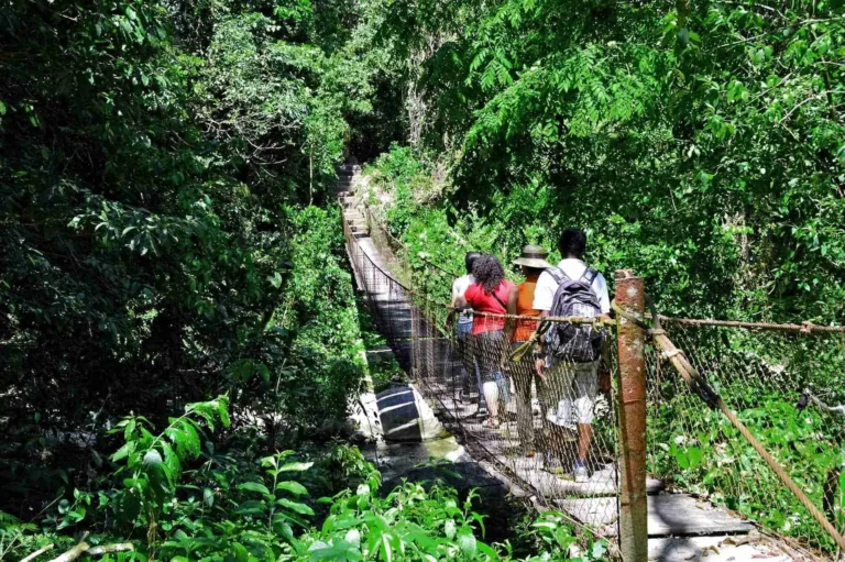 Puente colgante en un sendero del Parque Nacional Pico Bonito